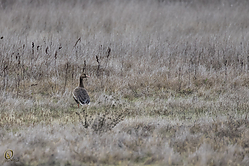 52SNWR_PH18_IMG_0081.jpg