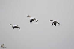 53SNWR_PH18_IMG_0084.jpg