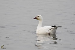 57SNWR_PH18_IMG_0093.jpg