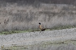 68SNWR_PH18_IMG_0198.jpg