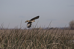 SNWR_PH18_IMG_0694.jpg