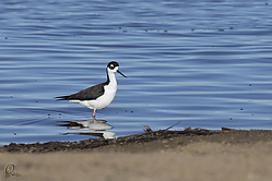 SNWR_PH18_IMG_0738.jpg