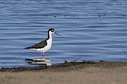 SNWR_PH18_IMG_0739.jpg