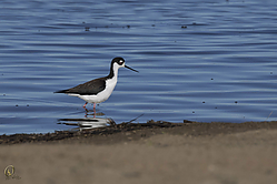SNWR_PH18_IMG_0740.jpg