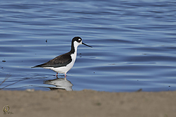 SNWR_PH18_IMG_0743.jpg