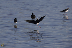 SNWR_PH18_IMG_0748.jpg