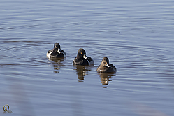 SNWR_PH18_IMG_0776.jpg