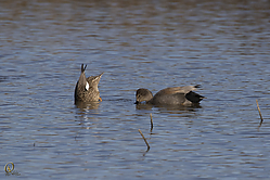 SNWR_PH18_IMG_0833.jpg