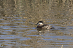 SNWR_PH18_IMG_0838.jpg