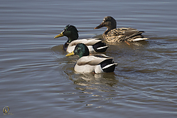 SNWR_PH18_IMG_0867.jpg