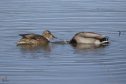 SNWR_PH18_IMG_0872.jpg