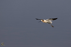 SNWR_PH18_IMG_5214.jpg