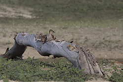 SNWR_PH18_IMG_5236.jpg