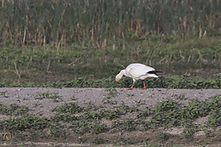 SNWR_PH18_IMG_5239.jpg