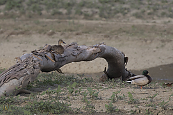 SNWR_PH18_IMG_5241.jpg