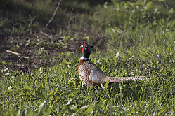 SNWR_PH18_IMG_5392.jpg