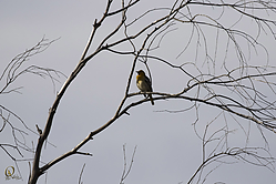 SNWR_PH18_IMG_5426.jpg