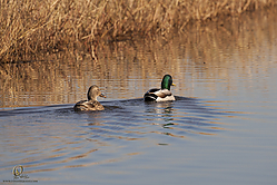 SNWR_PH18_IMG_7538.jpg