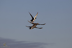 SNWR_PH18_IMG_7540.jpg