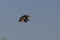 SNWR_PH18_IMG_7542.jpg