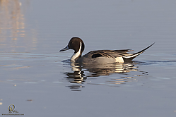 SNWR_PH18_IMG_7550.jpg