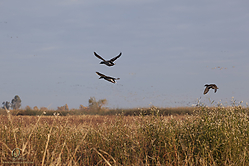 SNWR_PH18_IMG_7554.jpg