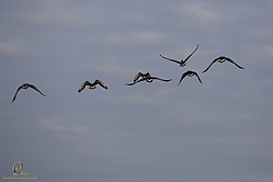 SNWR_PH18_IMG_7573.jpg