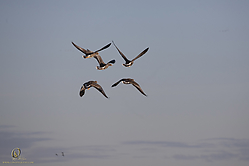 SNWR_PH18_IMG_7574.jpg
