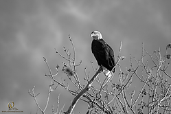 SNWR_PH18_IMG_7618.jpg