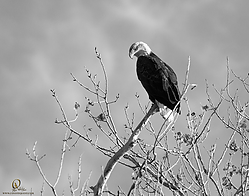 SNWR_PH18_IMG_7620.jpg