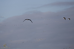 SNWR_PH18_IMG_7639.jpg