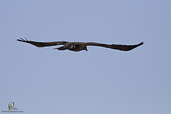 SNWR_PH18_IMG_9268.jpg