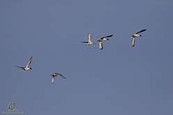 SNWR_PH18_IMG_9320.jpg