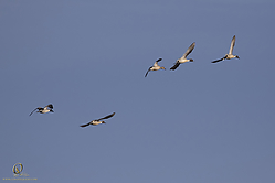 SNWR_PH18_IMG_9321.jpg