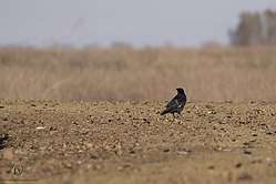 SNWR_PH18_IMG_9325.jpg