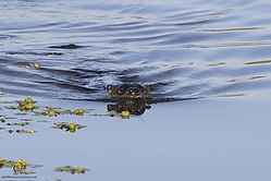 SNWR_PH18_IMG_9358.jpg
