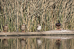 SNWR_PH18_IMG_9424.jpg