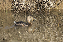 SNWR_PH18_IMG_9436.jpg