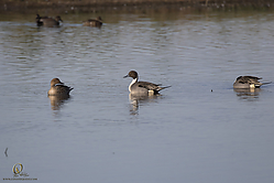 SNWR_PH18_IMG_9468.jpg