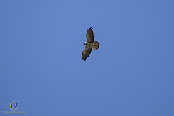 DRC_PH19_IMG_5245.jpg