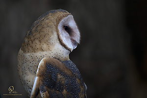 DRC_PH19_IMG_8030.jpg