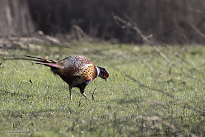 32_SNWR_PH19_IMG_2539.jpg