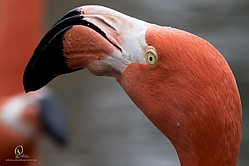 Zoo_PH19_IMG_1062.jpg