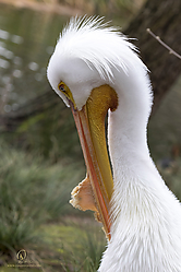 Zoo_PH19_IMG_1170.jpg