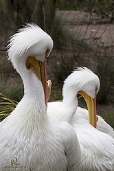 Zoo_PH19_IMG_1183.jpg