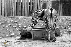 Zoo_PH19_IMG_1299.jpg