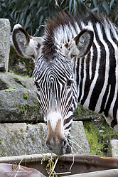 Zoo_PH19_IMG_1304.jpg