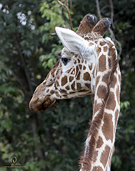 Zoo_PH19_IMG_1314.jpg