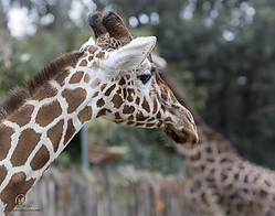 Zoo_PH19_IMG_1319.jpg