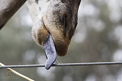 Zoo_PH19_IMG_1479.jpg